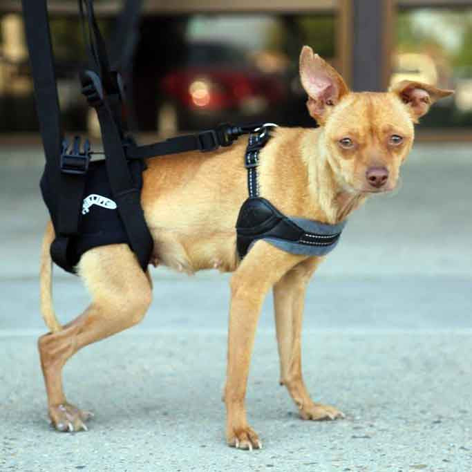 Airlift One Rear Support Dog Sling by Walkabout - Doolittle's Pet Products - 4