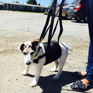 Walkabelly Dog Sling Harness by Walkabout