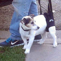 Airlift One Rear Support Dog Sling by Walkabout - Doolittle's Pet Products - 2