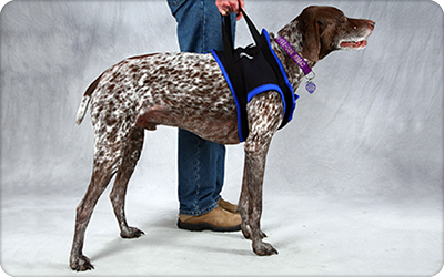 Walkabout Front Leg Support Harness - Doolittle's Pet Products - 4